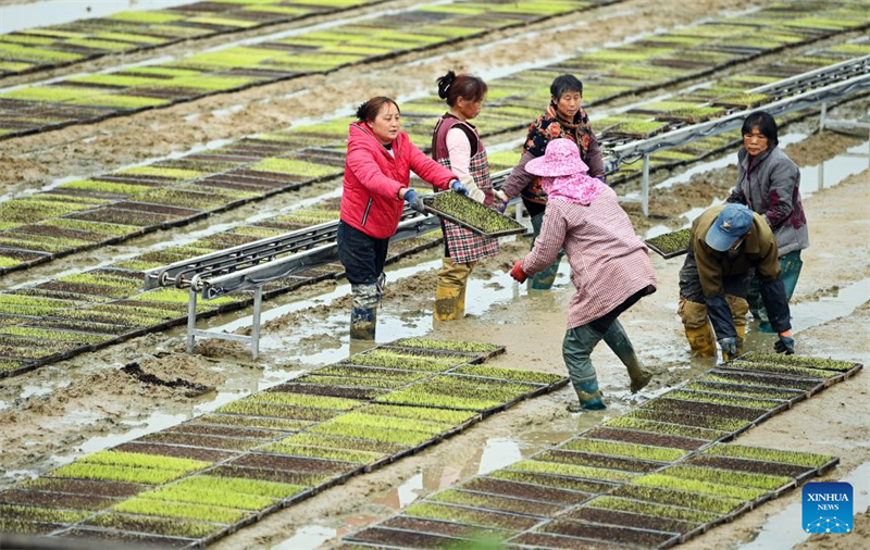 Agricultores chineses trabalham em ritmo acelerado no início da primavera