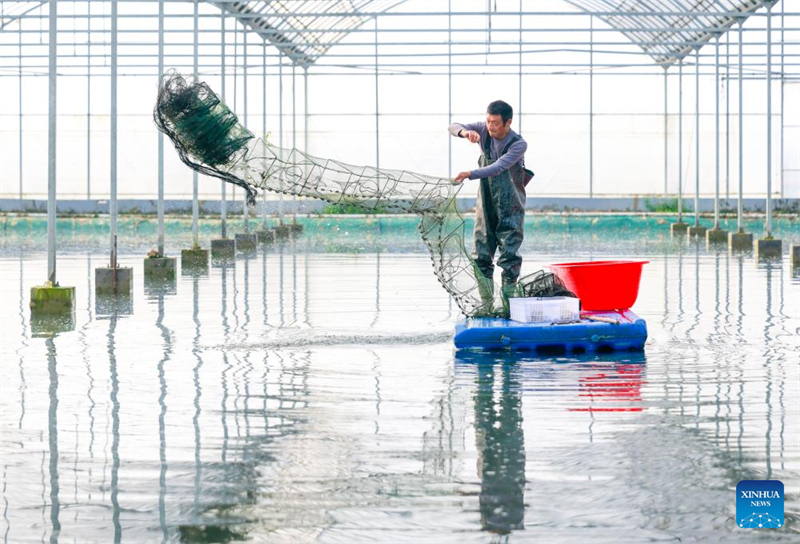 Indústria de lagostins impulsiona desenvolvimento rural em Xuyi, leste da China