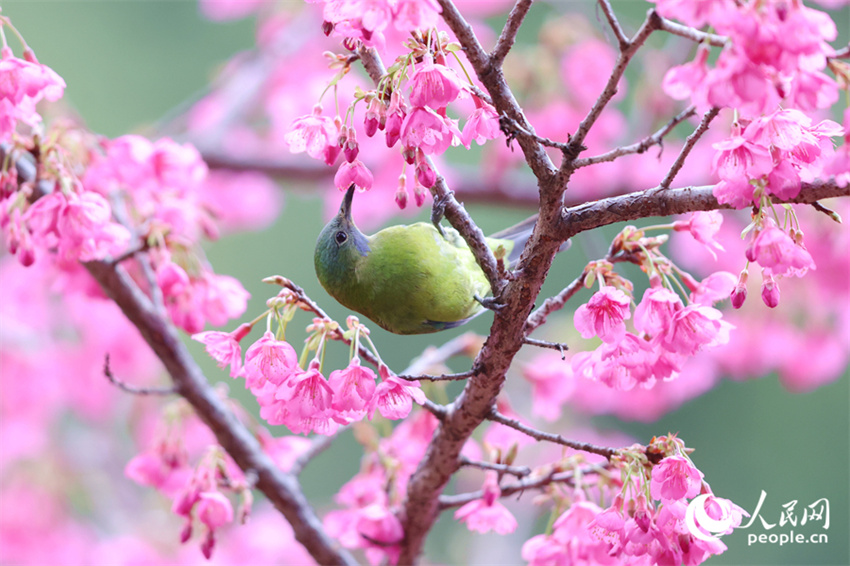 Xiamen: cerejeiras em flor anunciam chegada da primavera