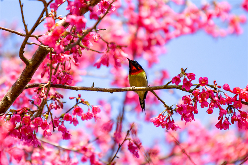 Xiamen: cerejeiras em flor anunciam chegada da primavera