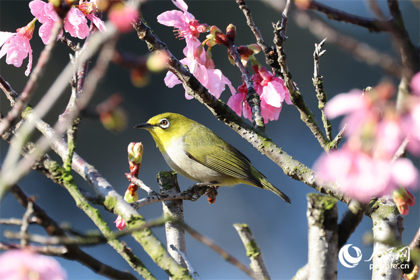 Xiamen: cerejeiras em flor anunciam chegada da primavera