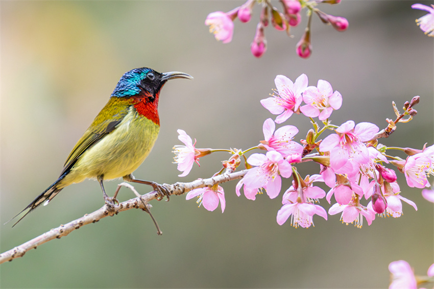 Xiamen: cerejeiras em flor anunciam chegada da primavera