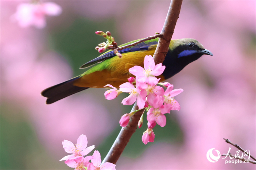 Xiamen: cerejeiras em flor anunciam chegada da primavera