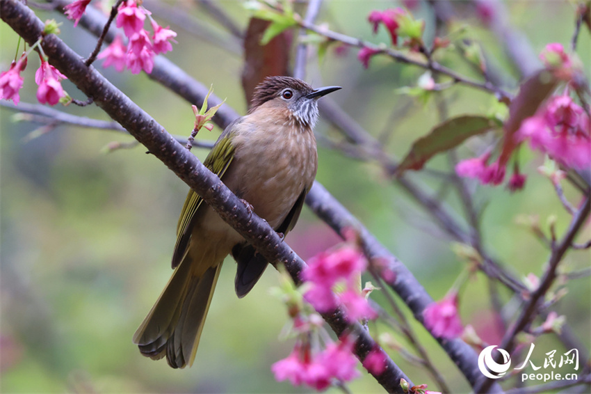 Xiamen: cerejeiras em flor anunciam chegada da primavera