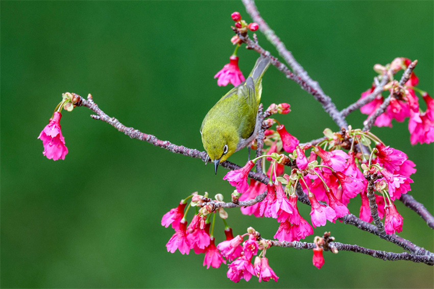 Xiamen: cerejeiras em flor anunciam chegada da primavera