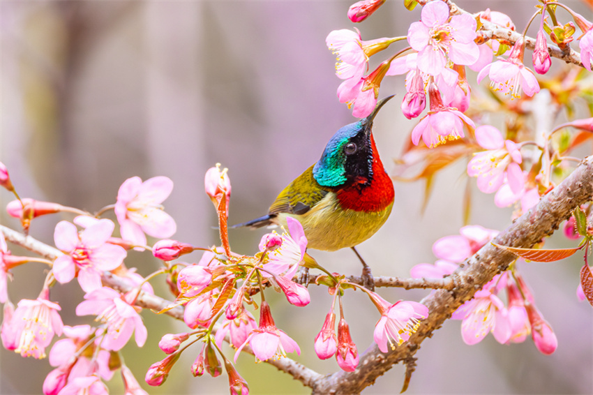 Xiamen: cerejeiras em flor anunciam chegada da primavera