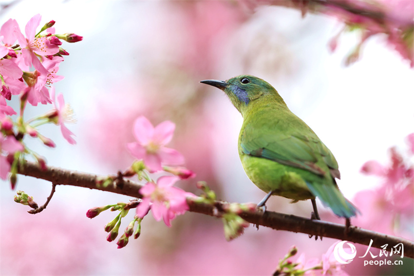 Xiamen: cerejeiras em flor anunciam chegada da primavera