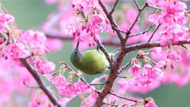 Xiamen: cerejeiras em flor anunciam chegada da primavera