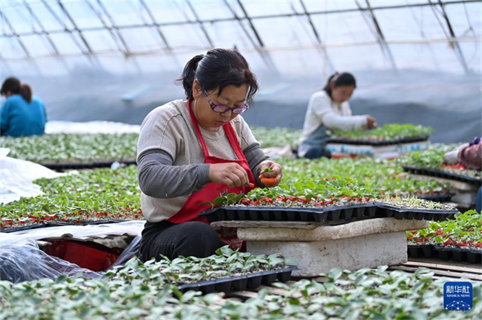 Agricultura inteligente ajuda a aumentar produção e renda em Shanxi, norte da China