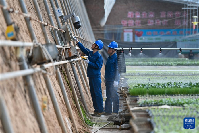 Agricultura inteligente ajuda a aumentar produção e renda em Shanxi, norte da China