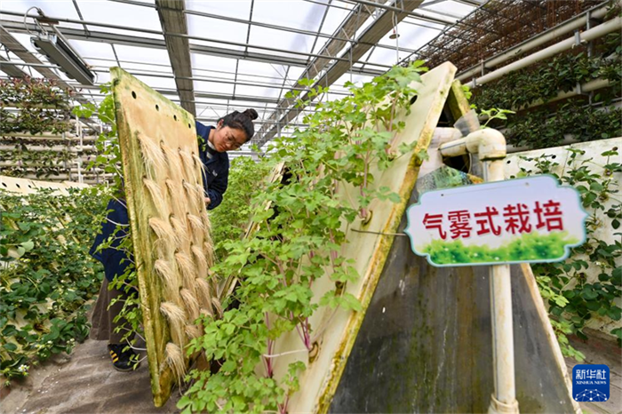 Agricultura inteligente ajuda a aumentar produção e renda em Shanxi, norte da China