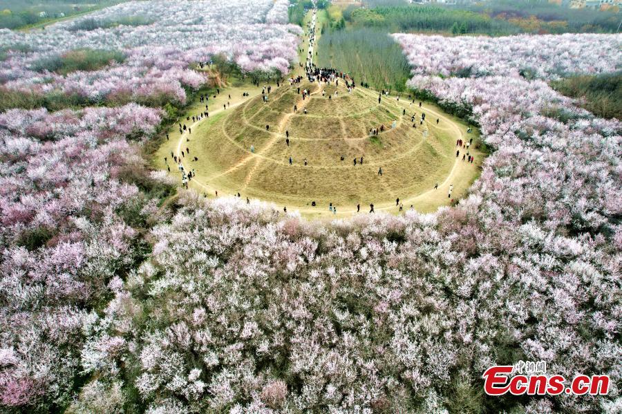 Xi'an: 20 hectares de flores de pêssego em plena floração atraem visitantes