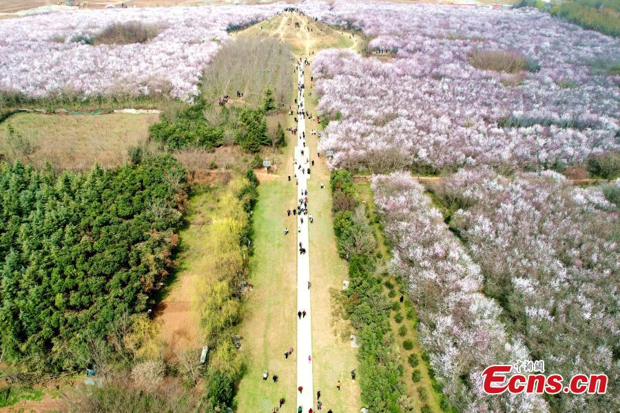 Xi'an: 20 hectares de flores de pêssego em plena floração atraem visitantes