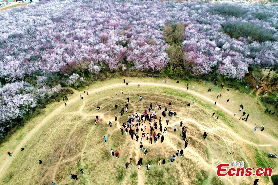 Xi'an: 20 hectares de flores de pêssego em plena floração atraem visitantes