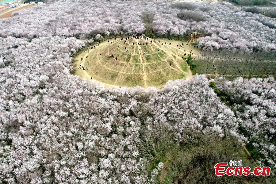 Xi'an: 20 hectares de flores de pêssego em plena floração atraem visitantes