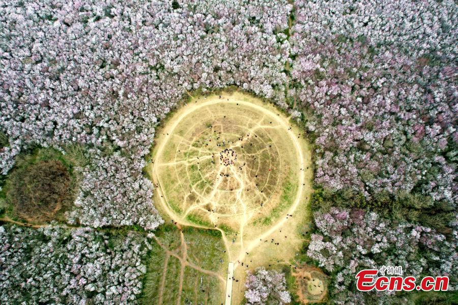 Xi'an: 20 hectares de flores de pêssego em plena floração atraem visitantes