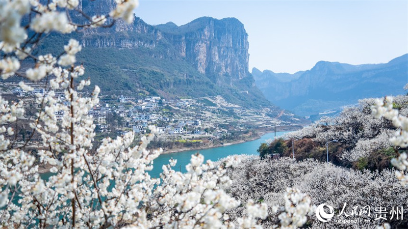 Paisagem de mar de flores de cerejeira em Guizhou, sudoeste da China