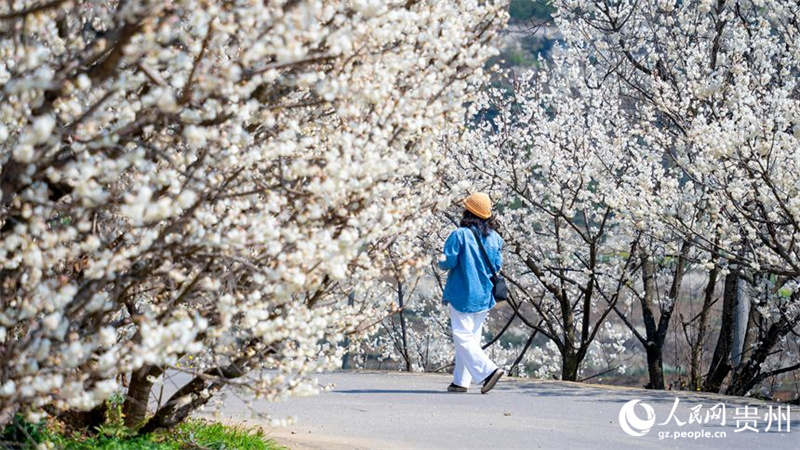 Paisagem de mar de flores de cerejeira em Guizhou, sudoeste da China