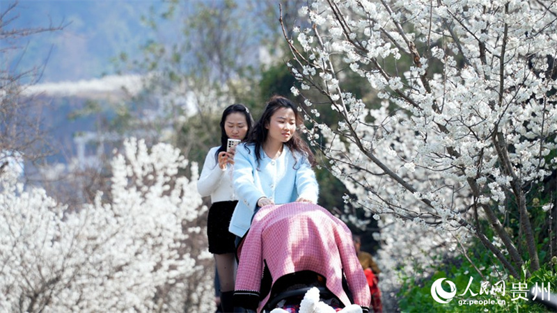 Paisagem de mar de flores de cerejeira em Guizhou, sudoeste da China