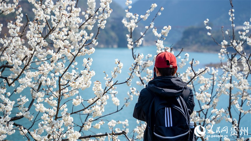 Paisagem de mar de flores de cerejeira em Guizhou, sudoeste da China