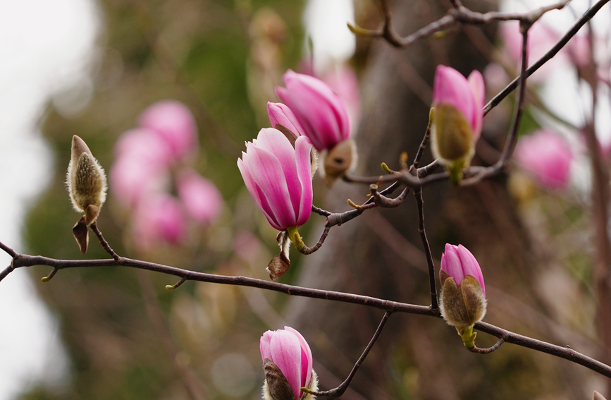 Shaanxi: árvore centenária de lótus atinge pico de floração