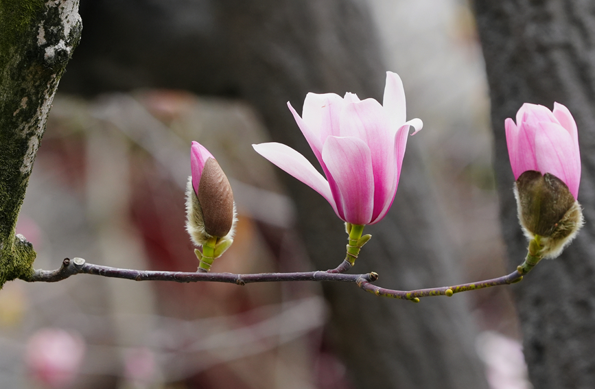 Shaanxi: árvore centenária de lótus atinge pico de floração