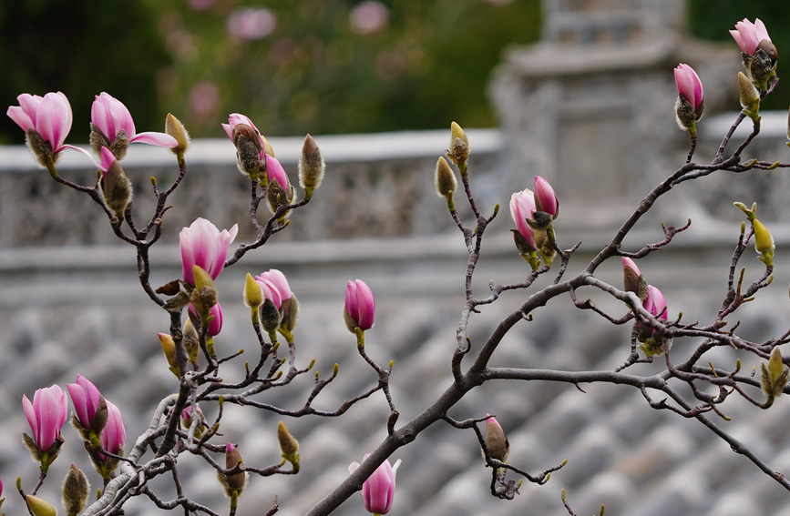 Shaanxi: árvore centenária de lótus atinge pico de floração