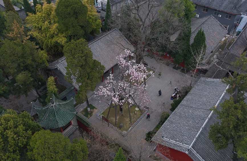 Shaanxi: árvore centenária de lótus atinge pico de floração