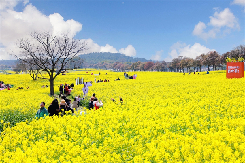 Nanjing: flores de colza impulsionam economia local