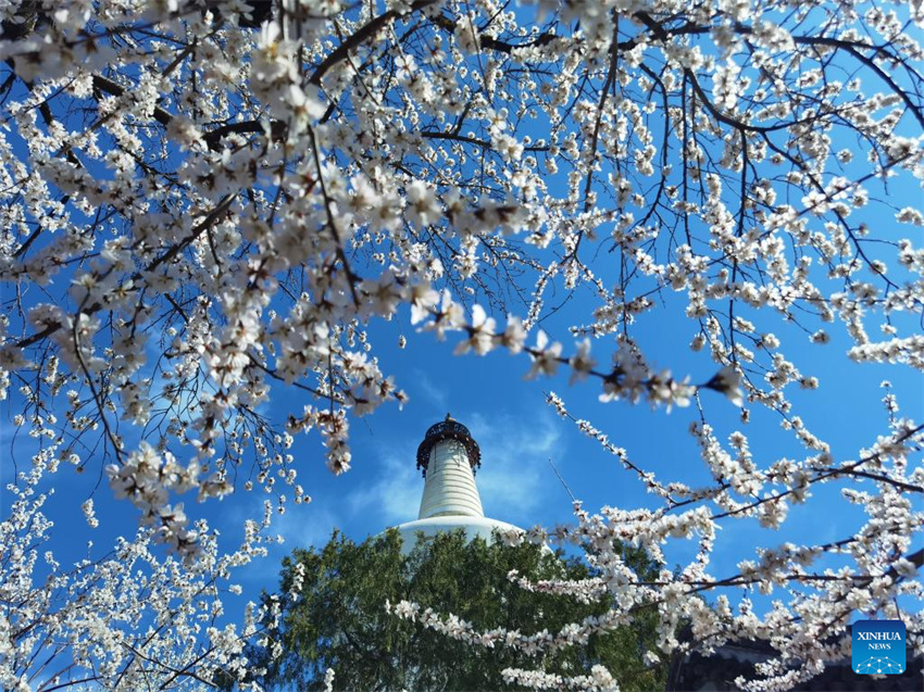 Galeria: Cenário da primavera em toda a China