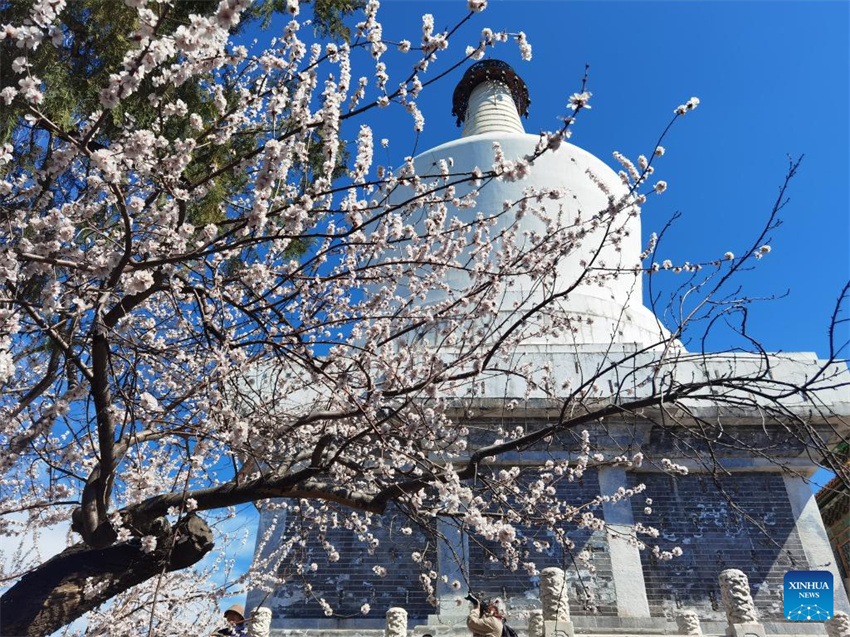 Galeria: Cenário da primavera em toda a China