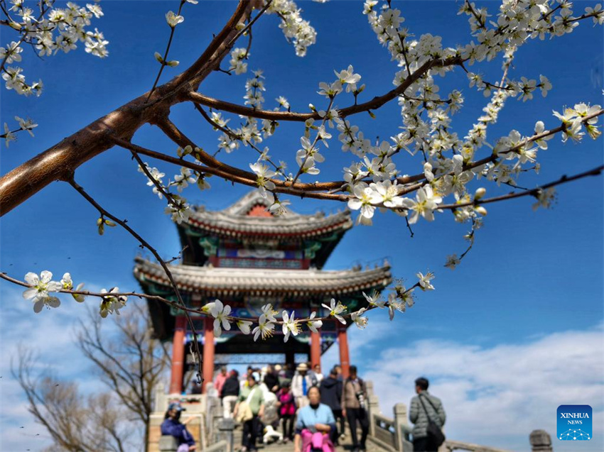 Galeria: Cenário da primavera em toda a China