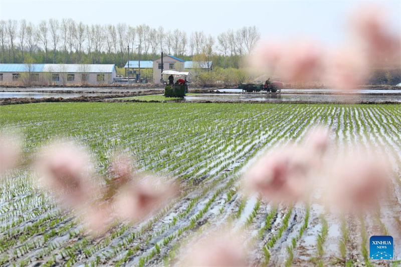 Galeria: semeadura de primavera em Heilongjiang