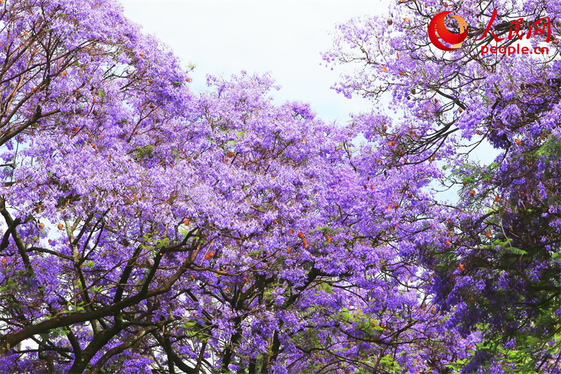 Árvores de jacarandá estão florescendo em Kunming