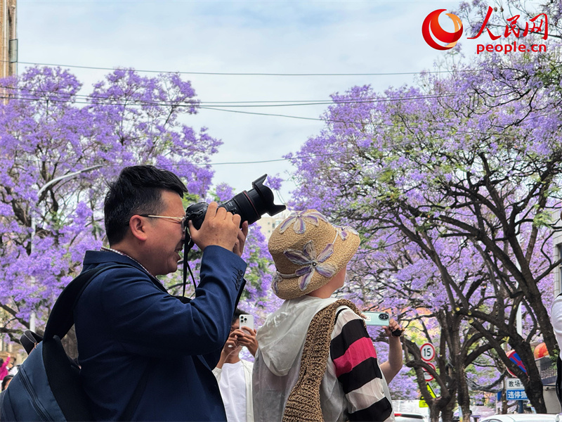 Árvores de jacarandá estão florescendo em Kunming