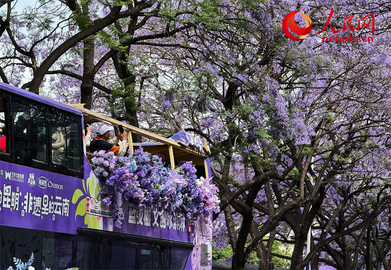 Árvores de jacarandá estão florescendo em Kunming