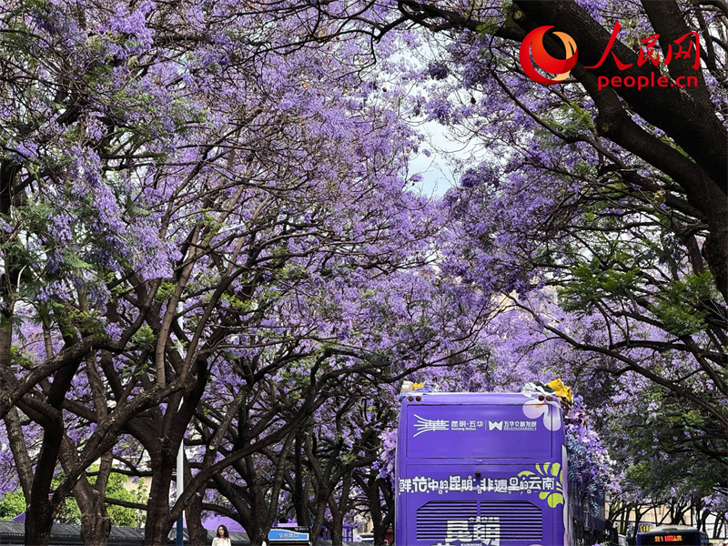 Árvores de jacarandá estão florescendo em Kunming