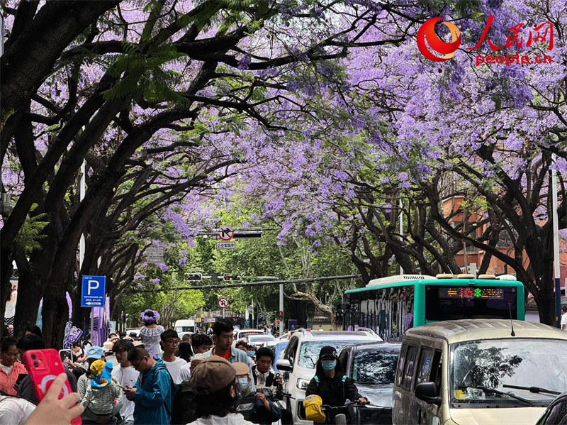 Árvores de jacarandá estão florescendo em Kunming