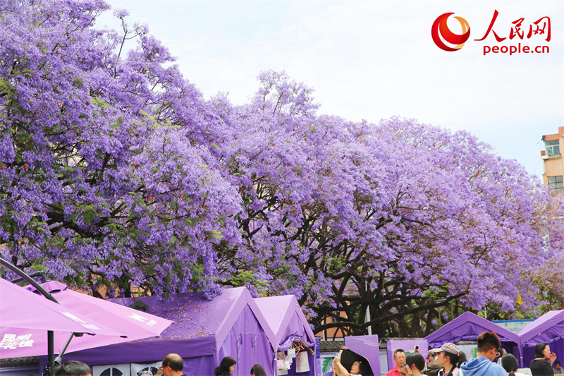Árvores de jacarandá estão florescendo em Kunming