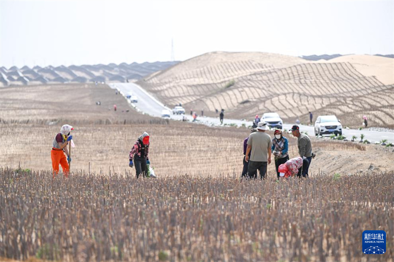 Mongólia Interior: luta contra a desertificação está em curso em Dalat Qi