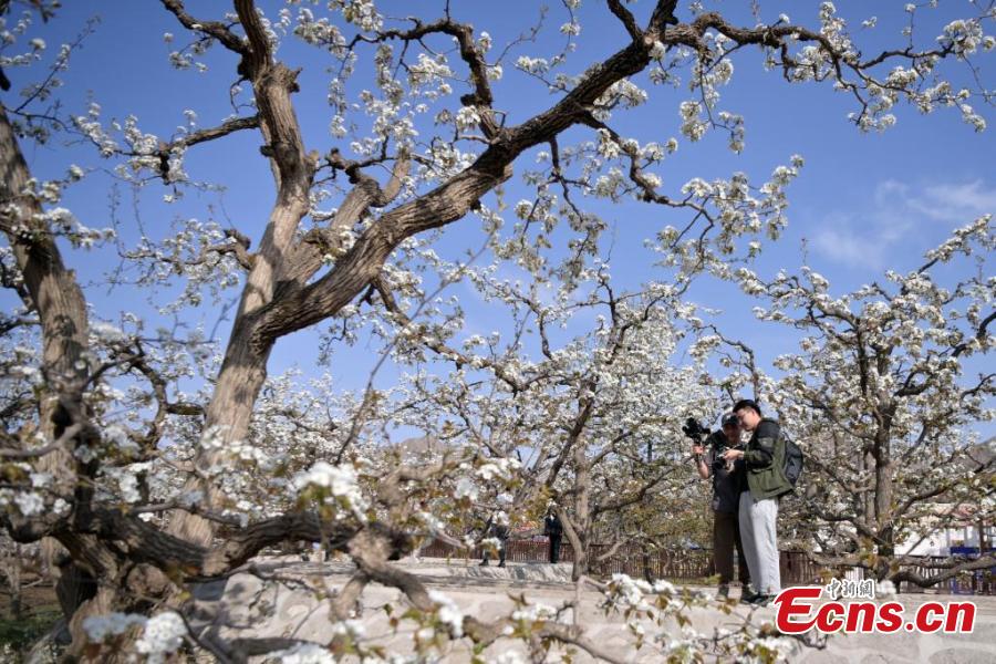 Gansu: sistema de pomar de peras antigo de Shichuan em Gaolan adicionado à lista agrícola da ONU