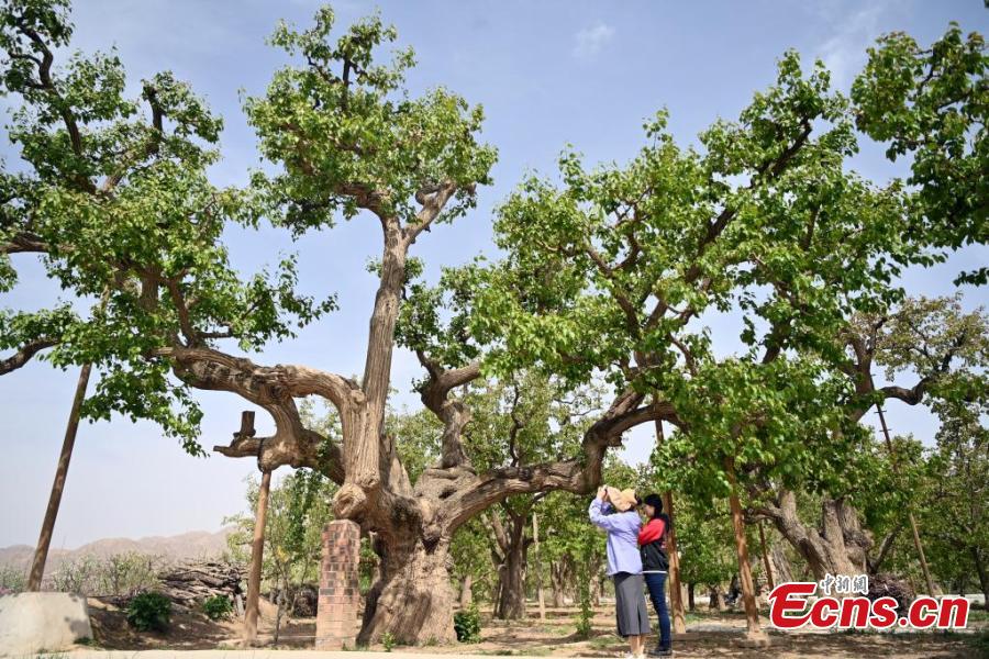 Gansu: sistema de pomar de peras antigo de Shichuan em Gaolan adicionado à lista agrícola da ONU