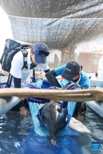 Golfinho encalhado retorna ao mar após cuidados especializados no sul da China