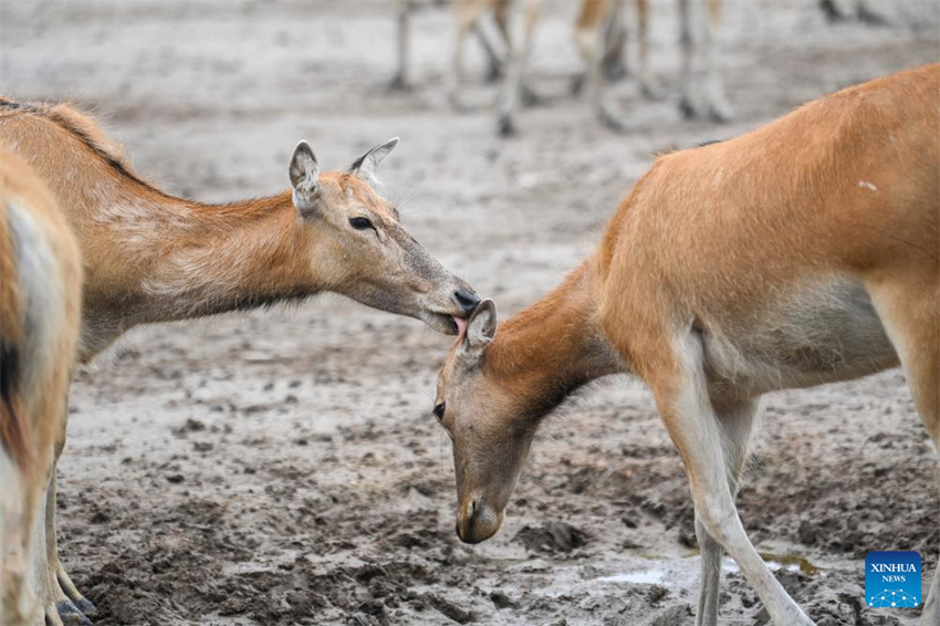 Guardiã do cervo-milu se dedica à busca da harmonia entre a humanidade e a natureza
