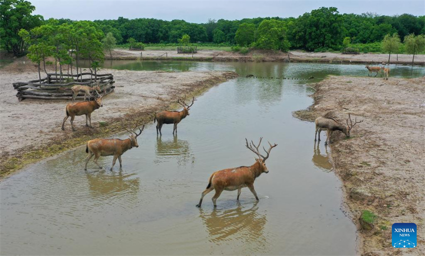 Guardiã do cervo-milu se dedica à busca da harmonia entre a humanidade e a natureza