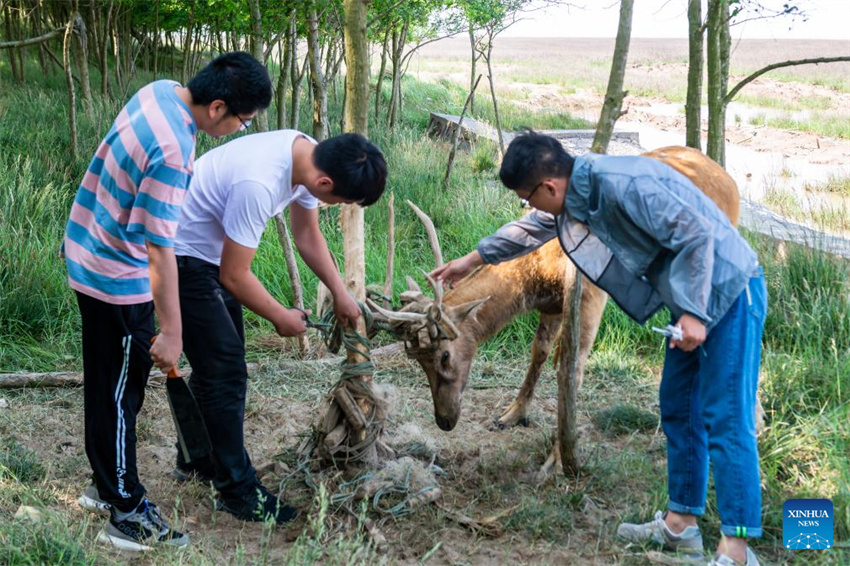 Guardiã do cervo-milu se dedica à busca da harmonia entre a humanidade e a natureza