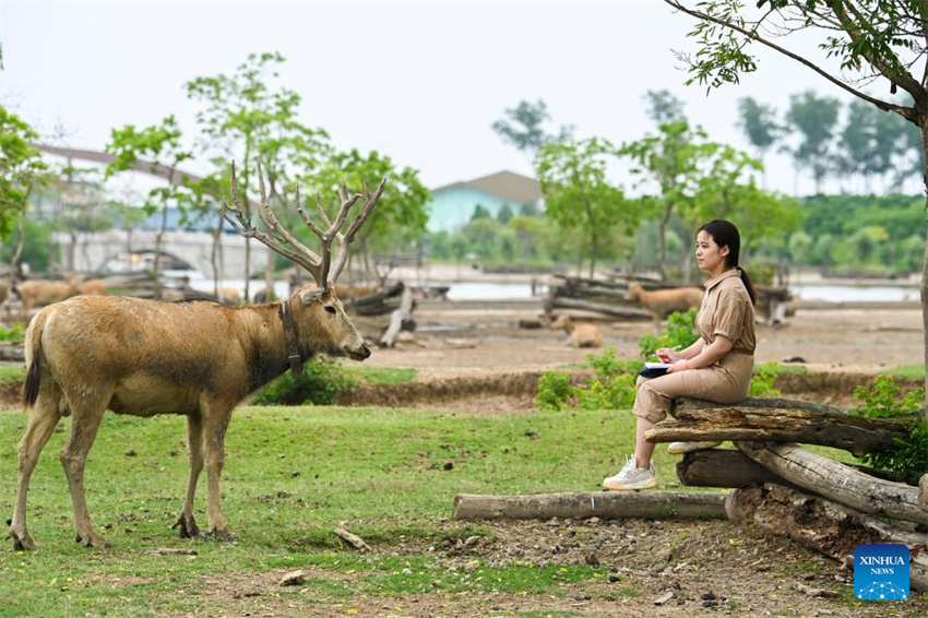 Guardiã do cervo-milu se dedica à busca da harmonia entre a humanidade e a natureza