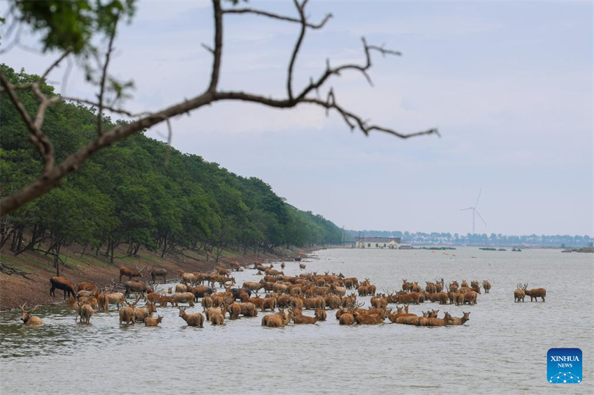Guardiã do cervo-milu se dedica à busca da harmonia entre a humanidade e a natureza