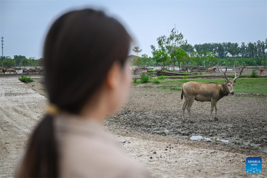 Guardiã do cervo-milu se dedica à busca da harmonia entre a humanidade e a natureza