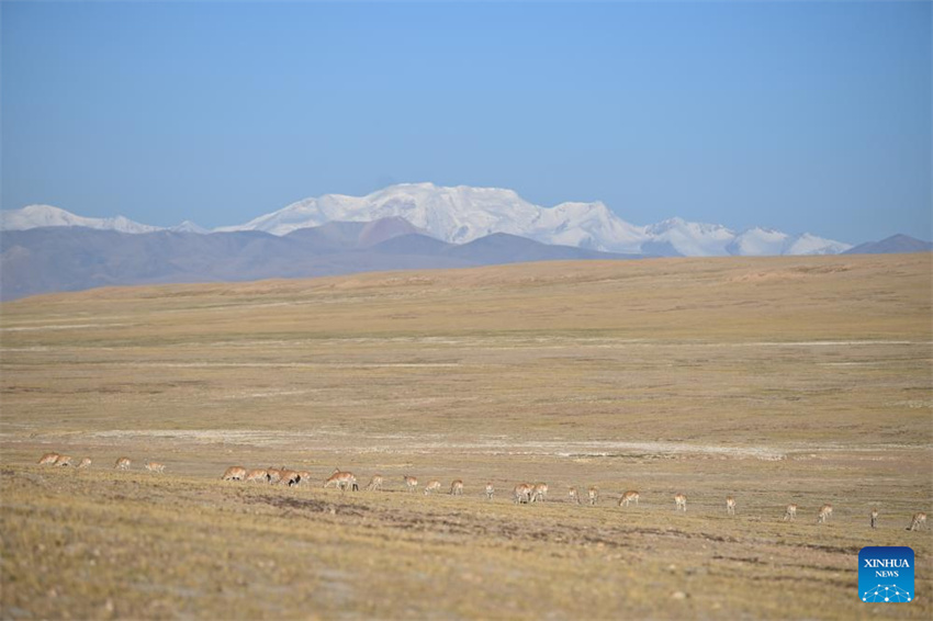 Antílopes tibetanas em migração em Xizang, na China